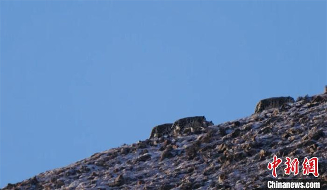 青海都兰：雪豹、兔狲等多种珍稀野生动物亮相3.jpg