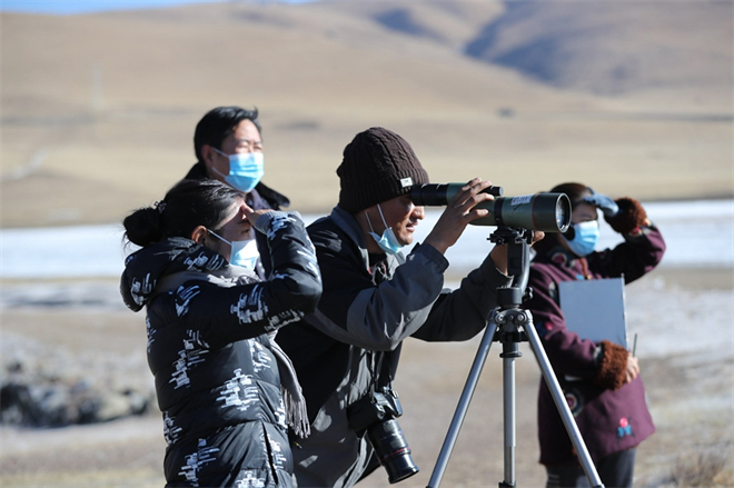 甘肃省尕海湿地大天鹅数量逐年增加4.jpg