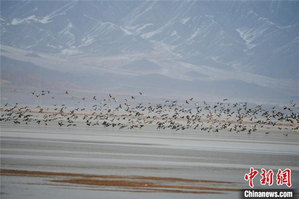 青海柴达木盆地都兰湖国家湿地公园引数万只野生鸟类越冬1.jpg