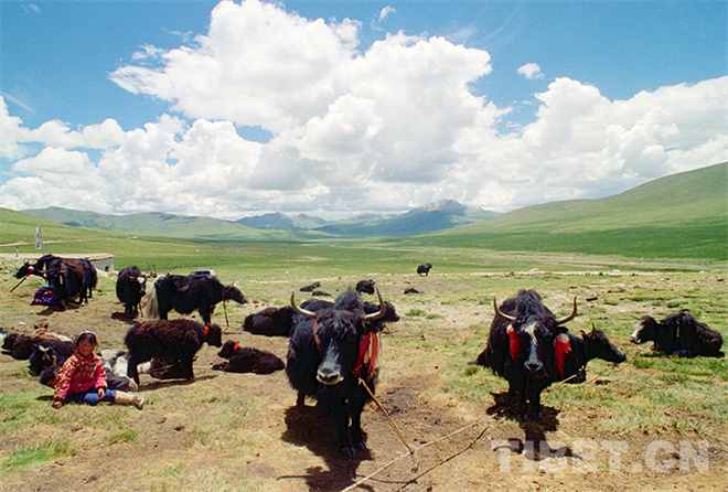 藏北，牦牛文化的传奇7.jpg