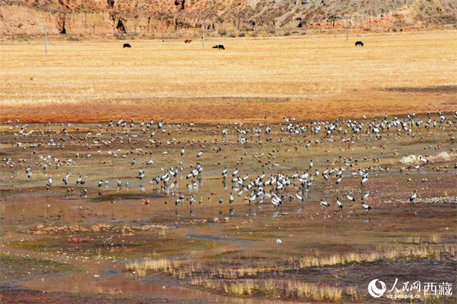 西藏：17万余只水鸟在“一江三河”流域越冬14.jpg