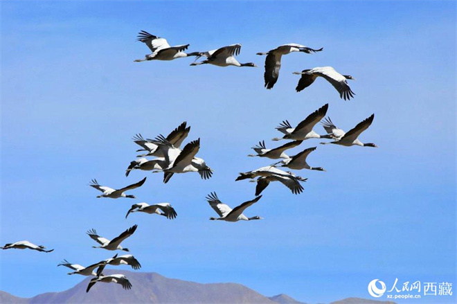 西藏：17万余只水鸟在“一江三河”流域越冬2.jpg