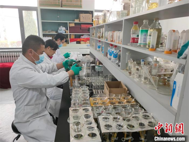 青海探索牦牛寄生虫病低残留防治 保障绿色畜产品输出5.jpg