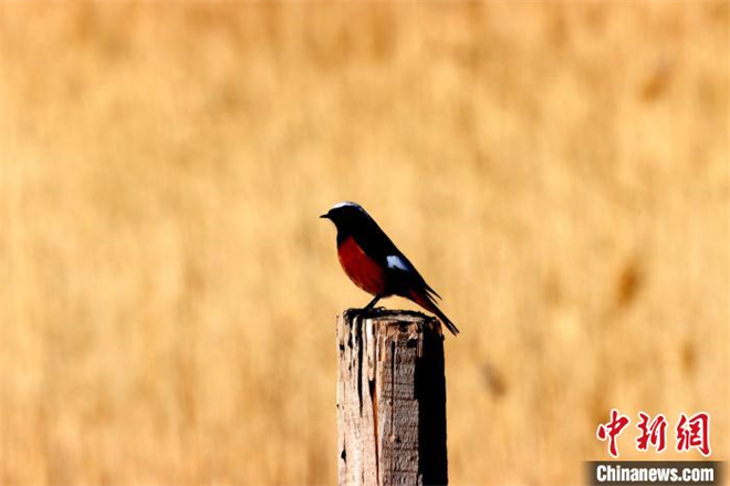 可鲁克湖-托素湖自然保护区鸟类名录增至137种3.jpg