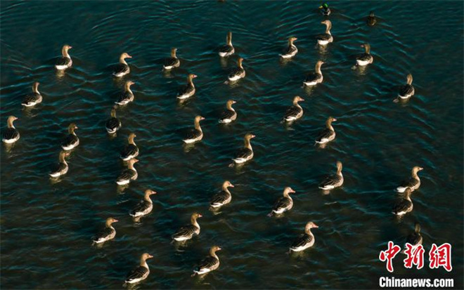 天鹅等多种野生鸟类“抵达”青海格尔木湿地越冬2.jpg