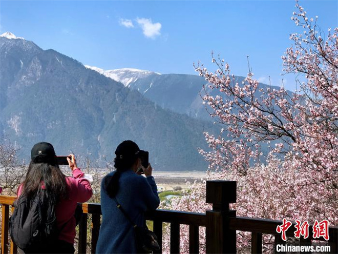 西藏林芝面向全国选拔“桃花仙子” 推介当地旅游文化1.jpg