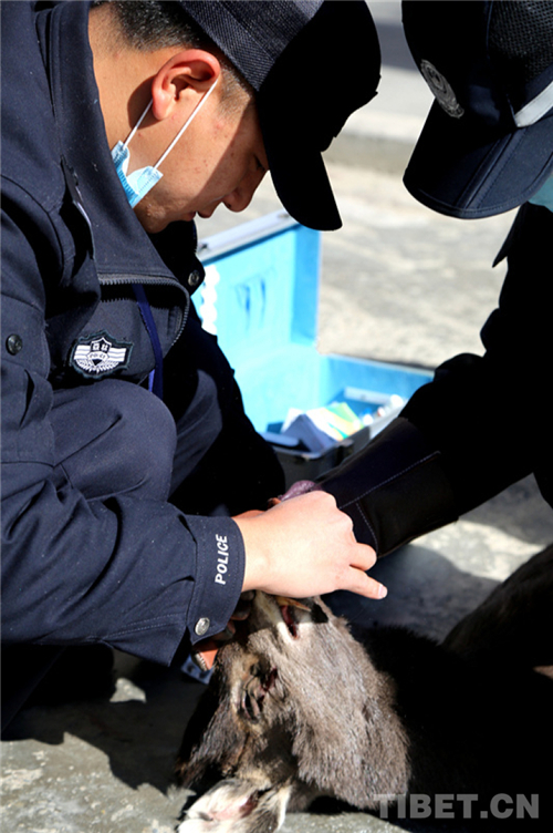 四川甘孜：被救“小精灵”毛冠鹿的留恋1.jpg