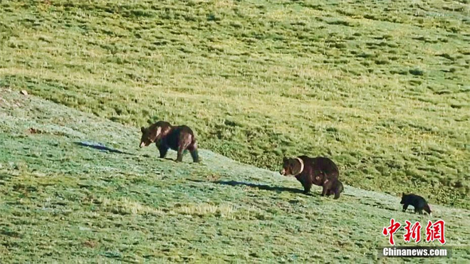 青海省玛多县民众拍摄到11只棕熊同框画面2.jpg
