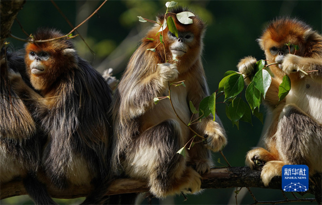 白河国家级自然保护区：川金丝猴栖居的乐园5.jpg