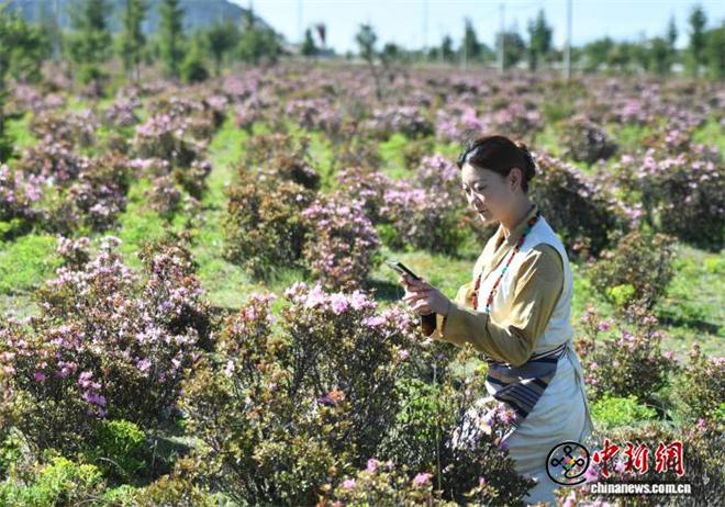 “香格里拉”花之旅启幕 邀游客共赏雪域高原万紫千红2.jpg