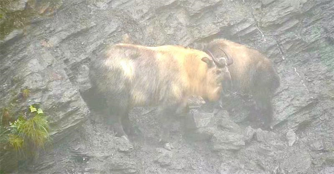 西藏林芝拍摄到羚牛和熊猴野外活动影像2.jpg