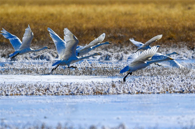 甘肃省尕海湿地大天鹅数量逐年增加1.jpg