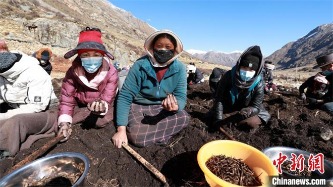 西藏嘉黎牧民迎人参果采挖季 天然“野果”创增收2.jpg