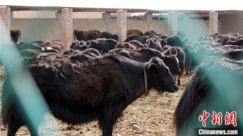 甘南藏区“高原牦牛”繁育基地：“肉奶双赢”助牧民增收2.jpg