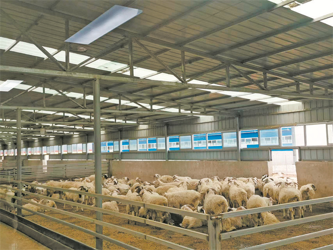 青海：藏羊产业渐成增收黄金产业1.jpg