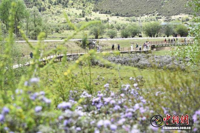 “香格里拉”花之旅启幕 邀游客共赏雪域高原万紫千红1.jpg