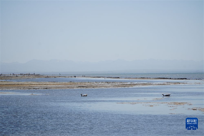 “水－鸟－鱼”系统保护，青海湖生态持续向好4.jpg