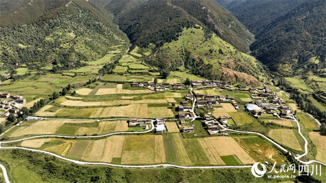 四川省理塘县：高原青稞“丰”景美4.jpg