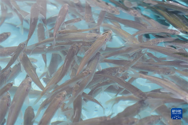 “水－鸟－鱼”系统保护，青海湖生态持续向好1.jpg