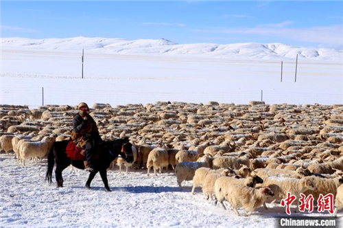 “玛多藏羊”资源优势带动黄河源头牧民增收致富.jpg