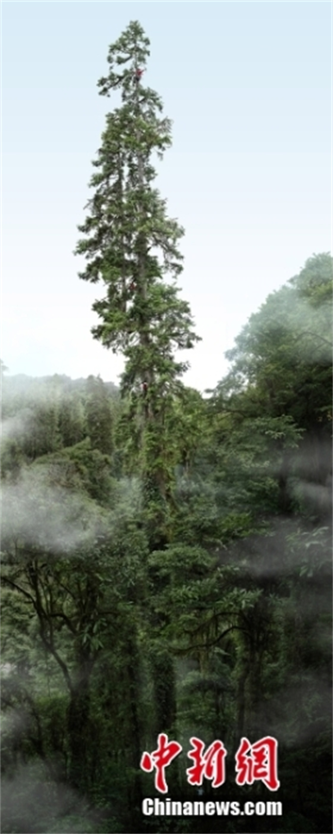 中国“第一高树”纪录刷新 83.4米黄果冷杉等身照首发2.jpg