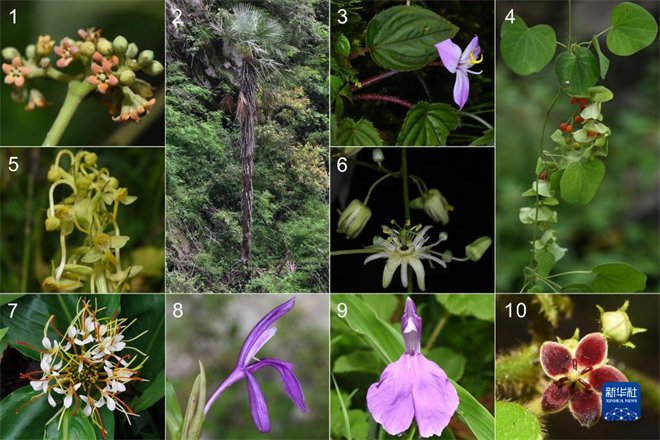 西藏植物新发现：8个中国新记录种、1个西藏新记录属1.jpg