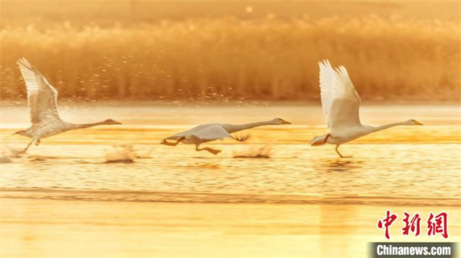 天鹅等多种野生鸟类“抵达”青海格尔木湿地越冬6.jpg
