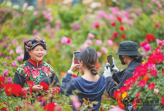 河谷里长出来的小金玫瑰 从川西高原卖到世界舞台.jpg