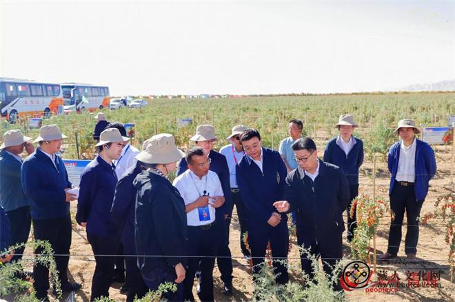 2026年柴达木枸杞产销对接会启幕 高原“红果”乘风拓市正当时2.jpg