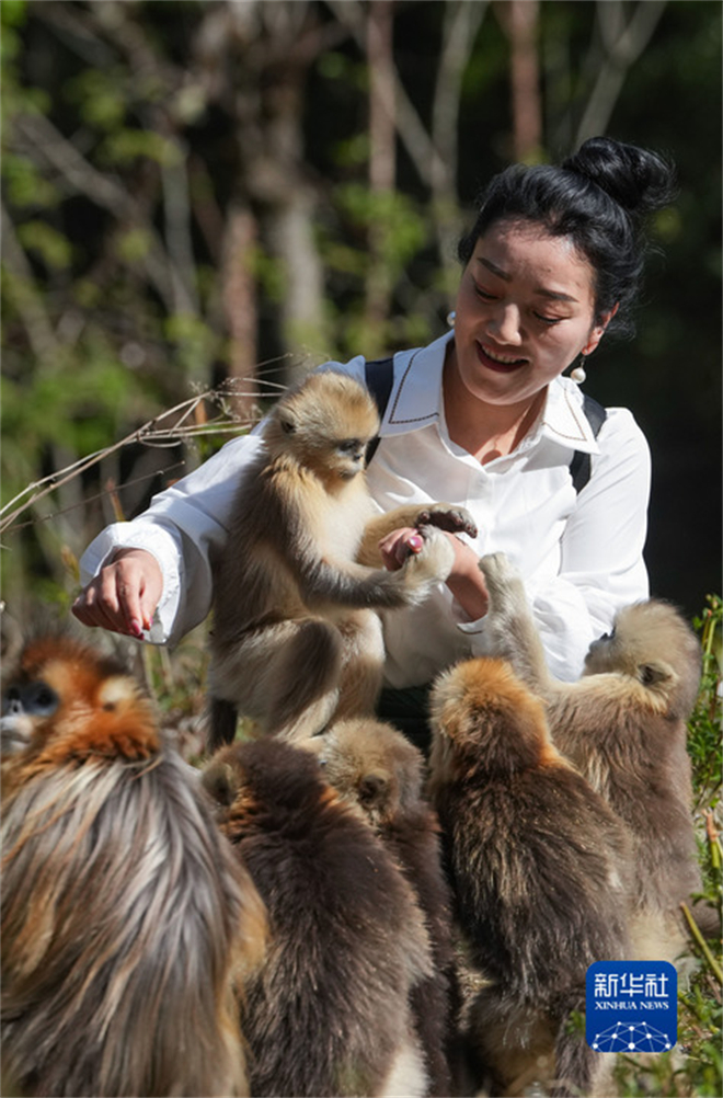 白河国家级自然保护区：川金丝猴栖居的乐园1.jpg