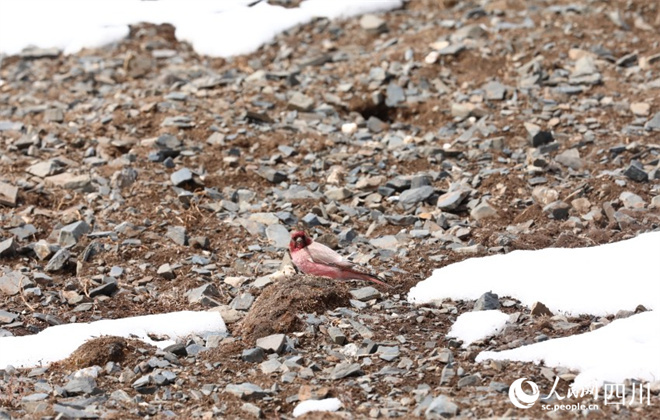 四川长沙贡玛国家级自然保护区发现罕见鸟类——藏雀2.jpg