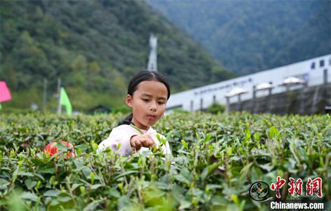 打造“茶旅”名片 西藏墨脱首届茶文化旅游季开幕5.jpg