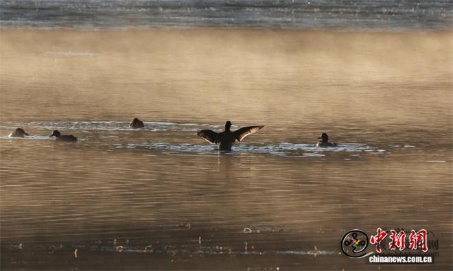 香格里拉纳帕海鸟类达271种 成度夏越冬乐园1.jpg