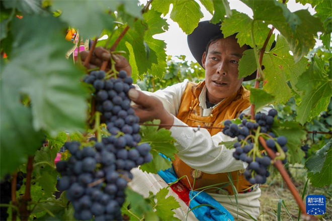 西藏桑日启动第二届葡萄采摘月活动1.jpg