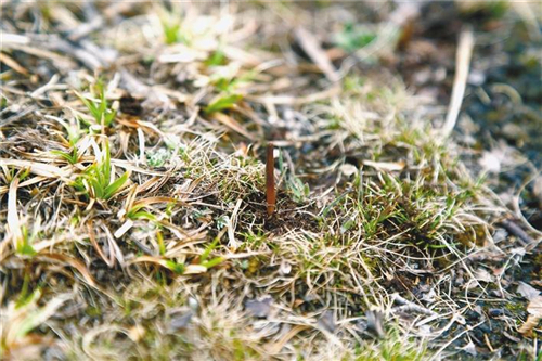 赏雪山美景 品虫草文化——2020极净当雄虫草文化节掠影1.jpg