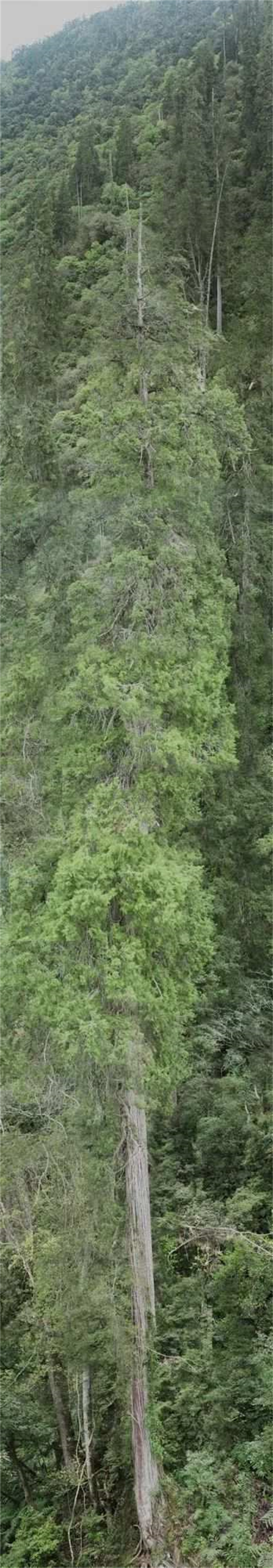 西藏102.3米“高树”刷新亚洲纪录1.jpg