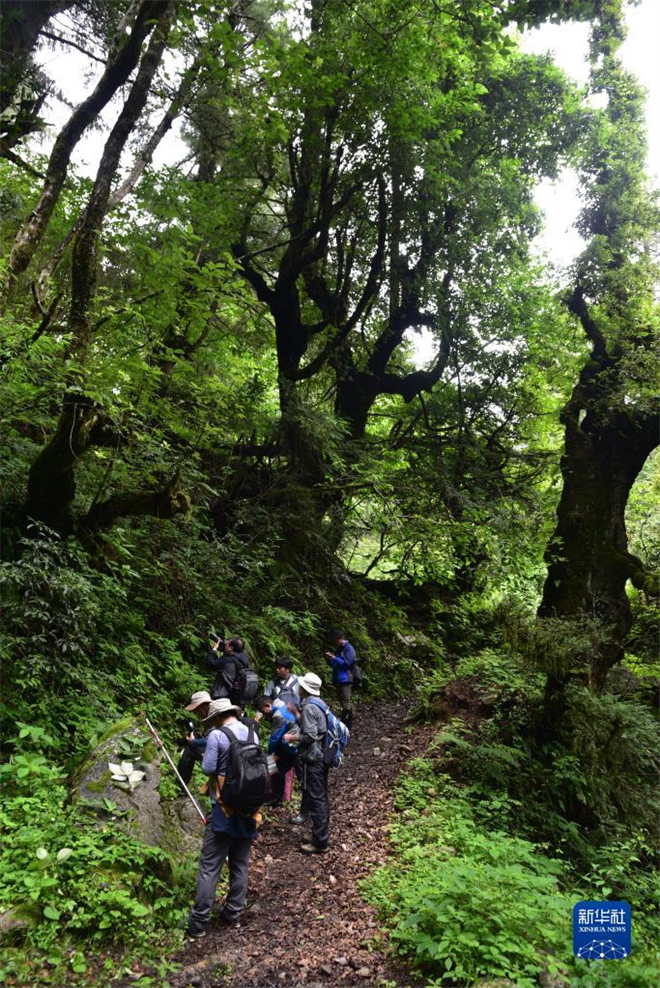 西藏植物新发现：8个中国新记录种、1个西藏新记录属2.jpg