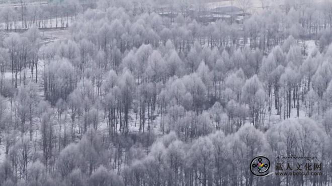 1771990437696247.jpg 青海冬季旅游“冷资源”实现“热转化”8.jpg