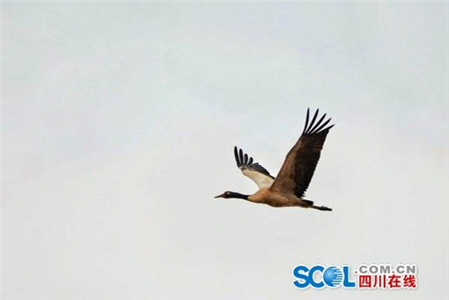 首批黑颈鹤飞回高原 安家四川阿坝草原湿地1.jpg