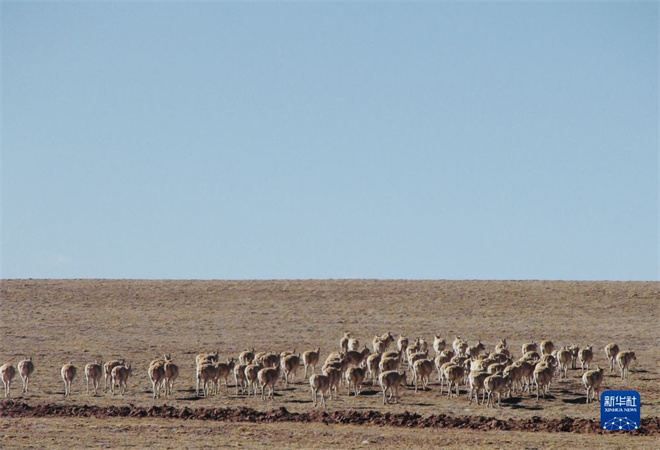 青海可可西里藏羚羊开始年度大迁徙.jpg