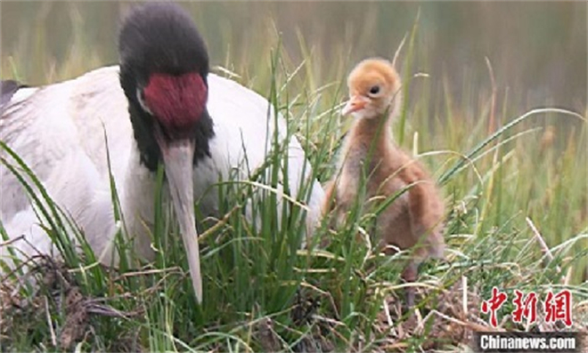 祁连山国家公园大型生态纪录片《黑颈鹤成长日记》今晚首映1.jpg