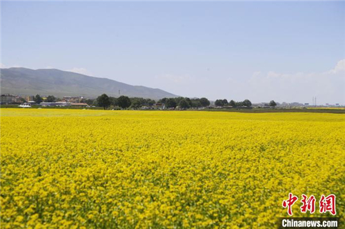 青海湖畔“花海直播间”：“甜蜜”带货助农增收3.jpg