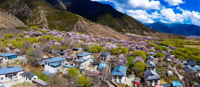 西藏林芝：桃花朵朵开 热闹一座城3.jpg
