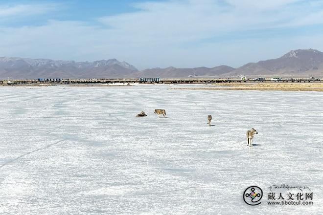 你在影院见“格林” 我在若尔盖护狼群.jpg