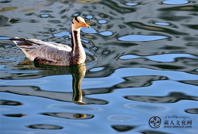 DSC_8271.JPG