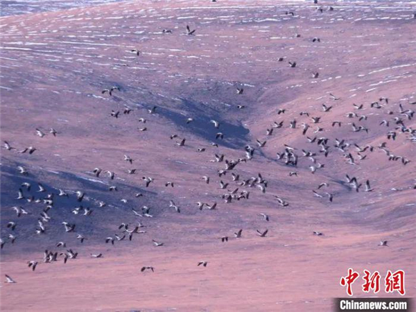 青海首次在全省范围内开展黑颈鹤专项调查1.jpg