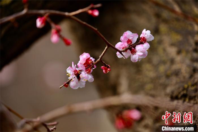 青海高原迎迟来“赏花季”：黄河岸畔杏花盛开7.jpg