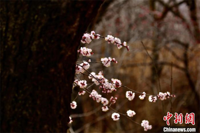 青海高原迎迟来“赏花季”：黄河岸畔杏花盛开2.jpg