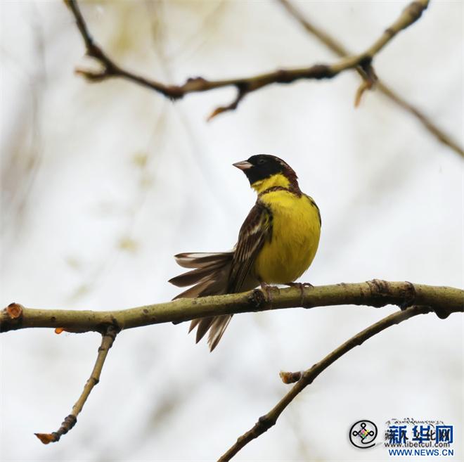 云南省迪庆州：鸟类分布达454种5.jpg