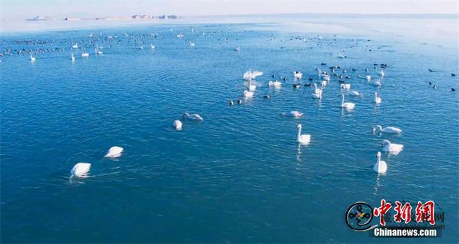上百只天鹅飞抵柴达木盆地可鲁克湖越冬1.jpg